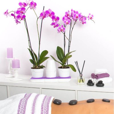 435001-odla-orkideer-med-sjalvbevattning