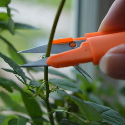 Zoom bild av 462006-snip-it-liten-tradgardssax-orange