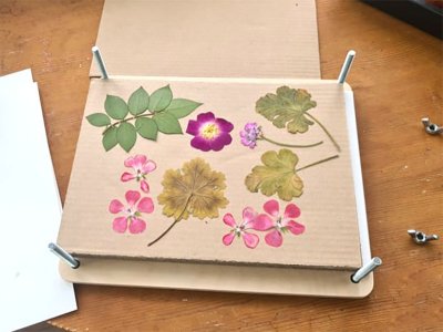 Zoom bild av 468001-pressade-blommor.jpg