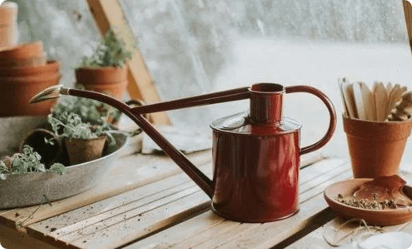 HAWS Christmas Edition